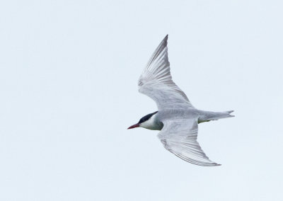 Whiskered Tern