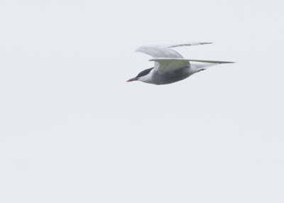 Whiskered Tern