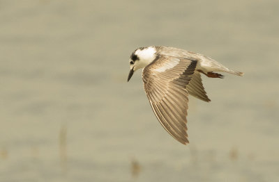 Whit-winged Black Tern