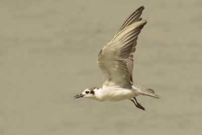 Whit-winged Black Tern
