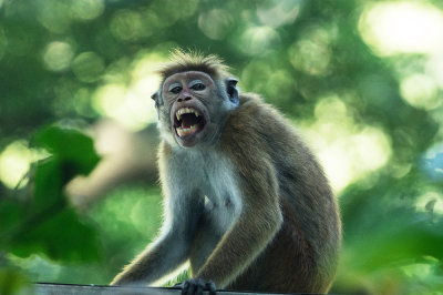  Toque macaque  - Macaca sinica