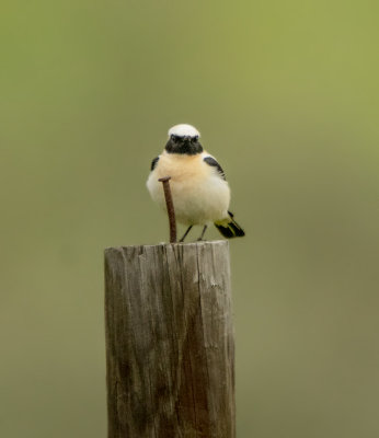 Black-eared Wheatear