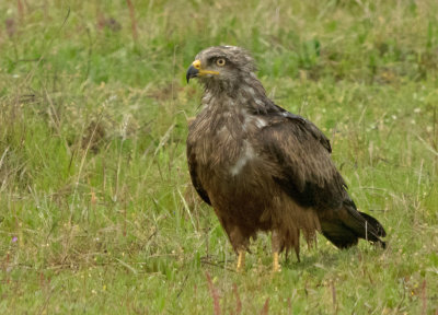 Black Kite - Milvus migrans