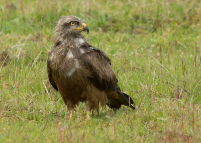 Black Kite - Milvus migrans