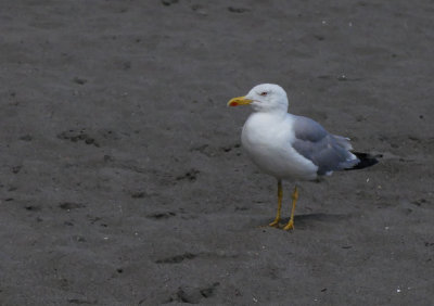 Yellow -legged gull.jpg