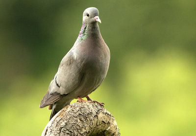 Stock Dove