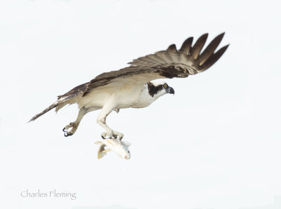 Osprey - Pandion haliaetus