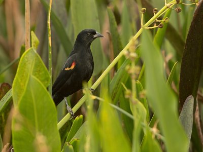 Red-winged Blackbird - Agelaius phoenixes