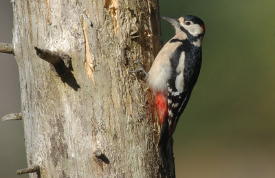 Great Spotted Woodpecker -  Dendropocus major