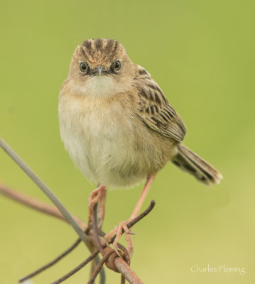 Zitting Cisticola or  Fantail Warbler (Cisticola juncidis)