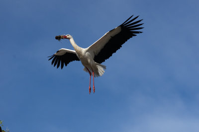  White Stork (Ciconia ciconia) 