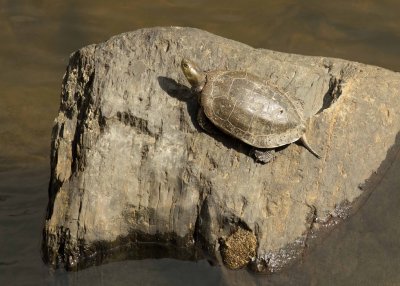 Mediterranean turtle (Mauremys leprosa) 
