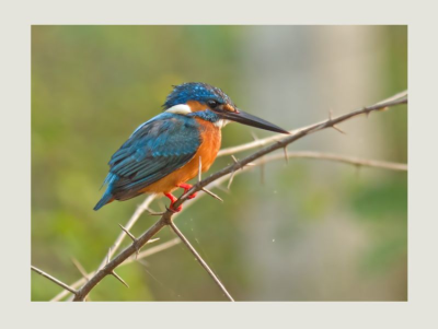 Kingfisher - Acedo athis taprobana