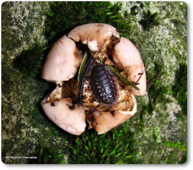 Isopods (Order: Isopoda)
