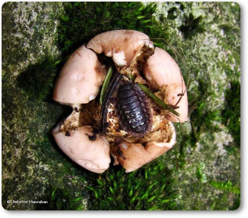 Sowbug on earthstar fungus