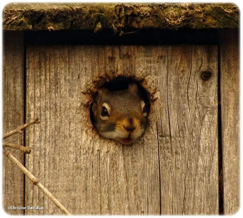 Red squirrel in nest box