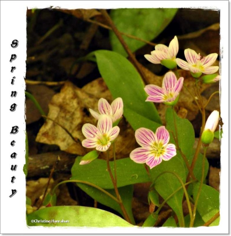 Spring beauty (Claytonia caroliniana)