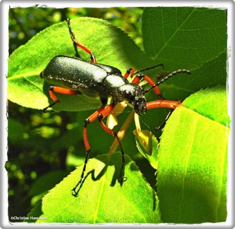 Green blister beetle (Lytta sayi)