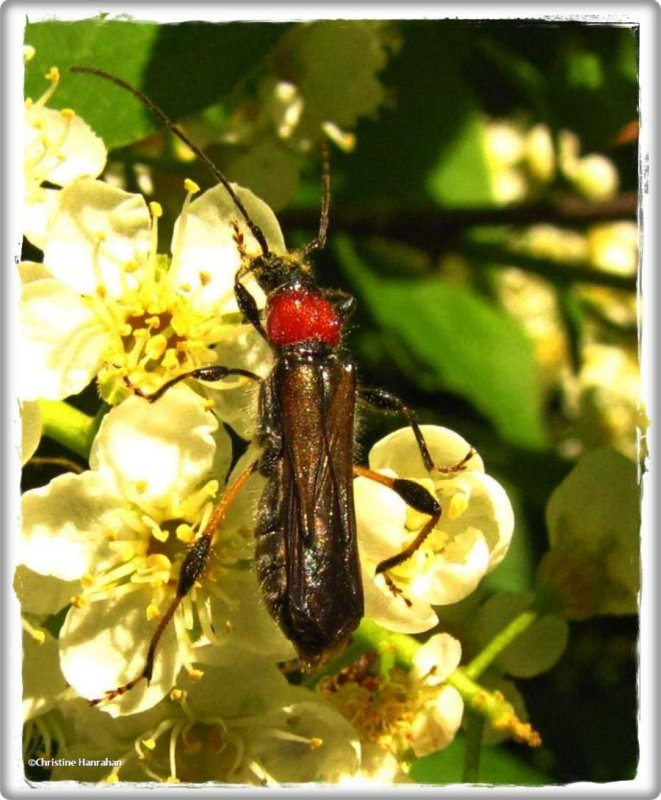 Blood-necked longhorn beetle (Callimoxys sanguinicollis)