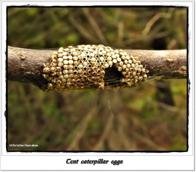 Eastern tent caterpillar eggs (Malacosoma americana)