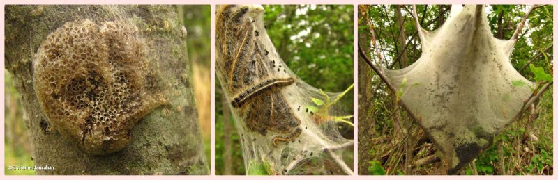 Eastern tent caterpillars (Malacosoma americanum), #7701