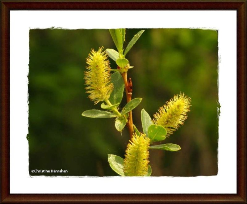 Willow  (Salix sp.)