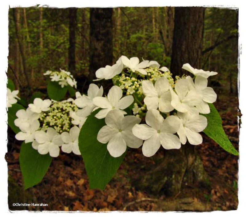 Hobblebush (Viburnum alnifolium)