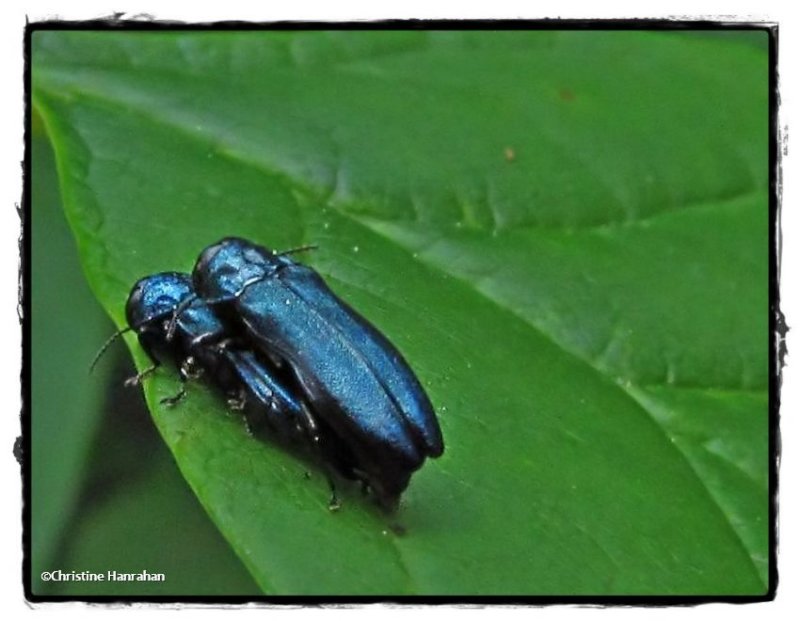 Metallic wood-boring beetle (Agrilus cyanescens)