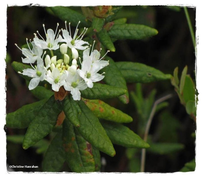 Labrador Tea (Rhododendron groenlandicum)
