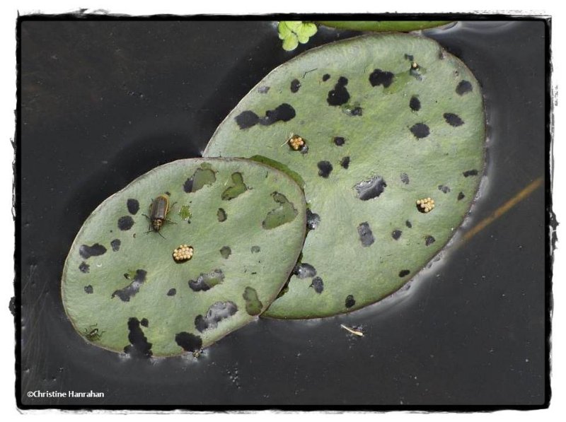 Water-lily leaf beetle eggs and adults (Galerucella nymphaeae) on water shield