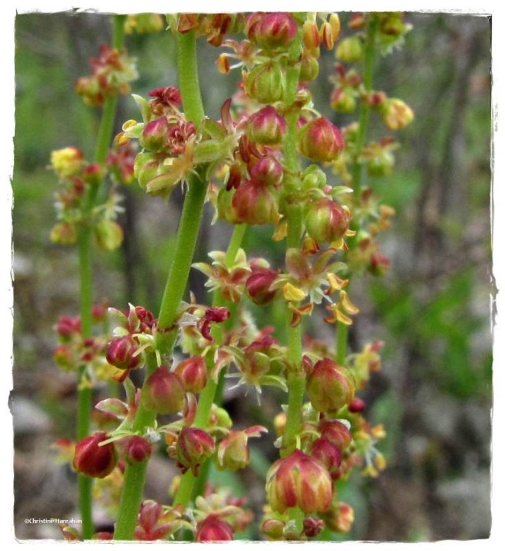 Sheep sorrel (Rumex acestosella)