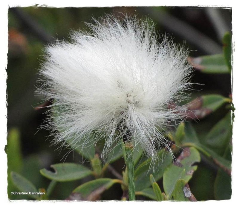 Cotton-grass (Eriophorum)