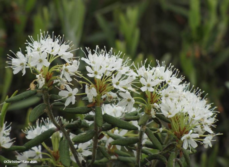 Labrador Tea (Rhododendron groenlandicum)