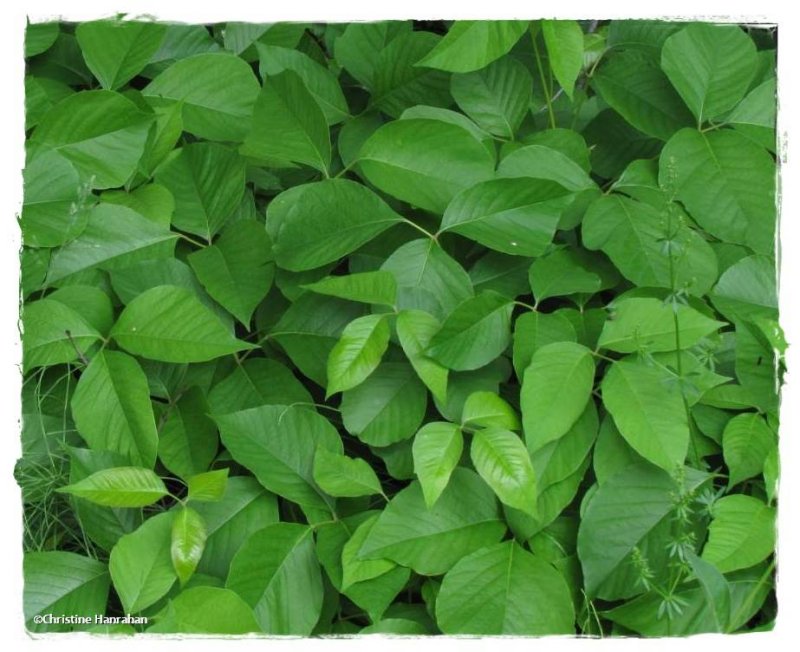 Poison ivy (Toxicodendron rydbergii)