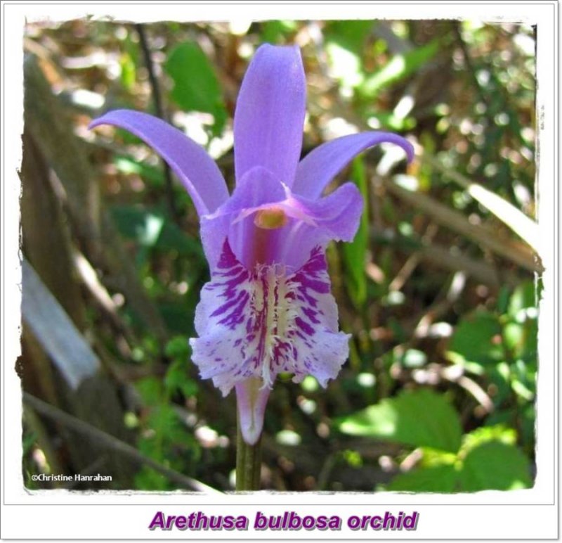 Dragon's mouth orchid (Arethusa bulbosa)