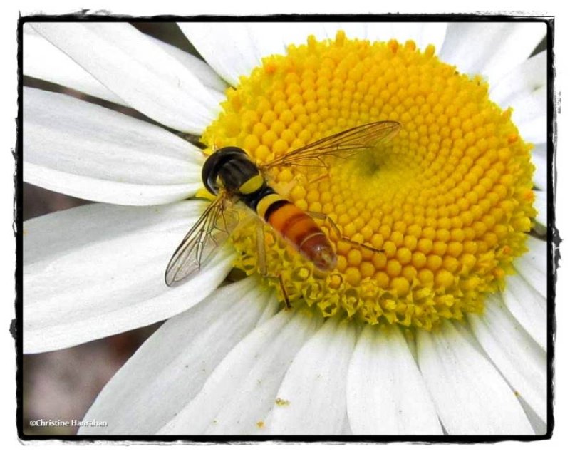 Hover fly (Sphaerophoria sp.) on ox-eye daisy
