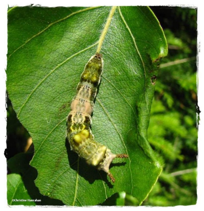 Viceroy larva (Limenitis archippus)
