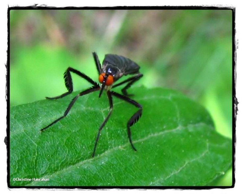 Dance fly  (Rhamphomyia longicauda)