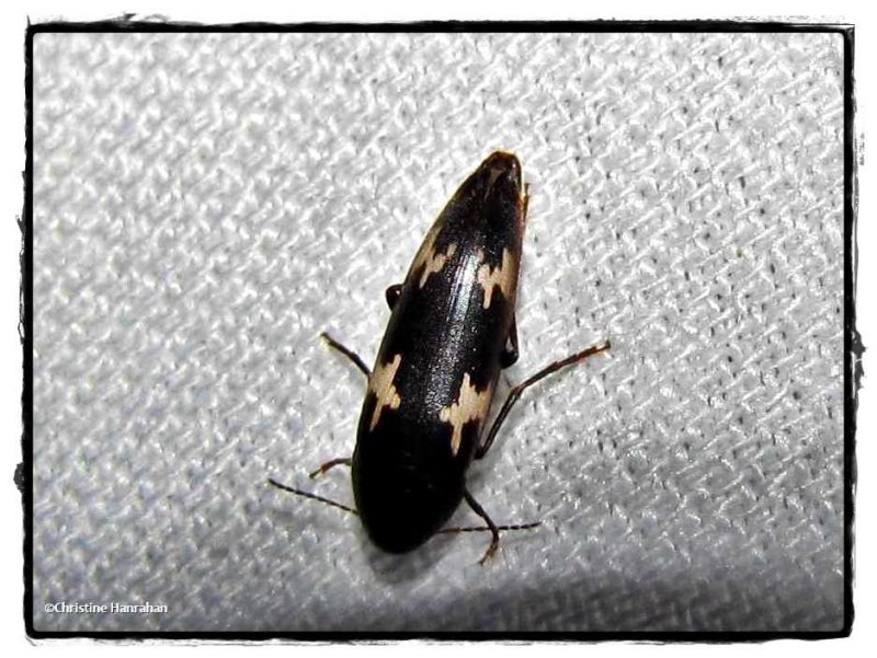 False darkling beetle (Dircaea liturata)