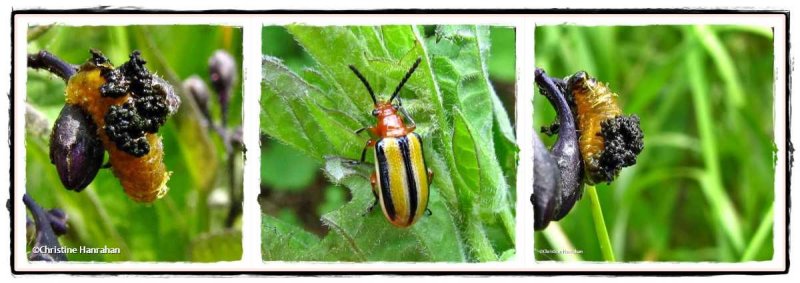 Three-lined potato beetle (Lema daturaphila)