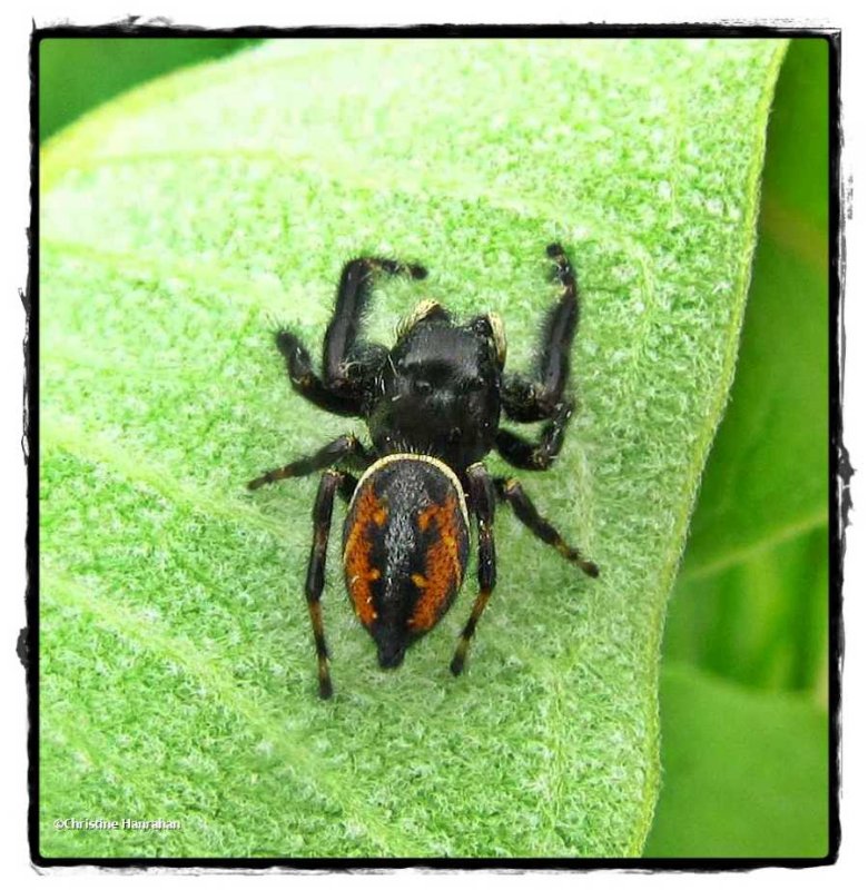 Jumping spider (Phidippus clarus), male