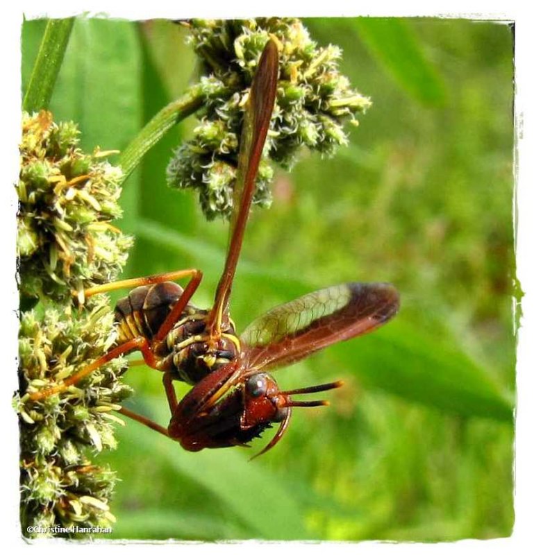 Brown mantisfly (Climaciella brunnea)
