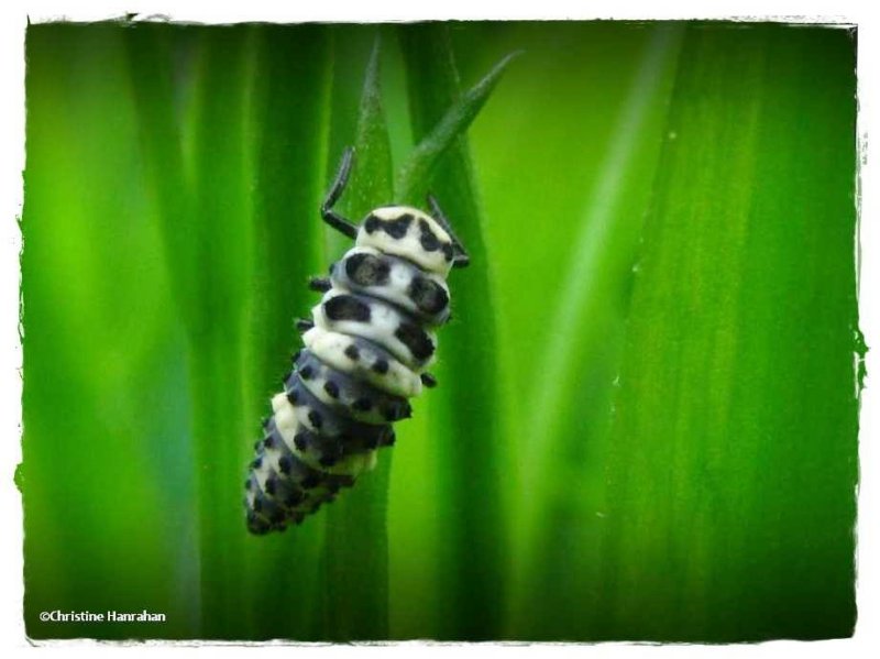 Ladybeetle larva