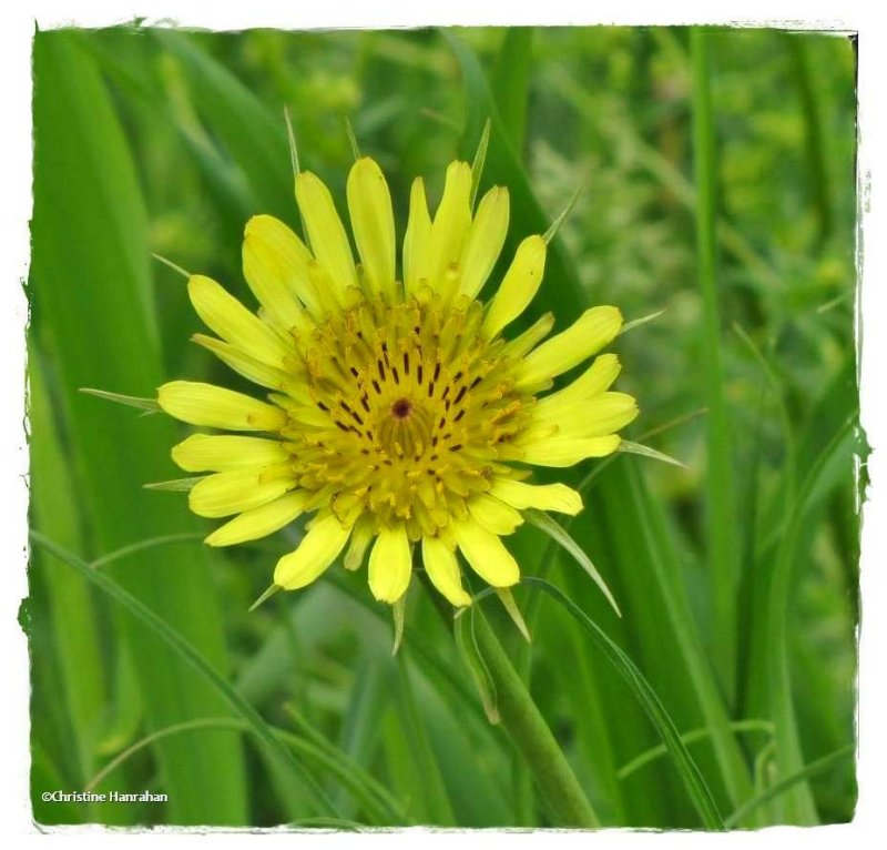 Goat's-beard (Tragopogon dubium)