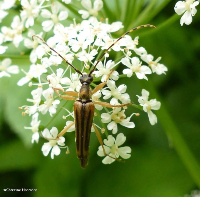 Flower longhorn (Analeptura lineola) on goutweed