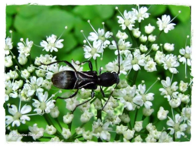 Round-necked longhorn (Cyrtophorus verrucosus)