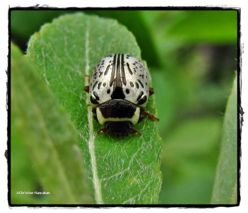 Willow Calligrapha beetle (Calligrapha multipunctata)