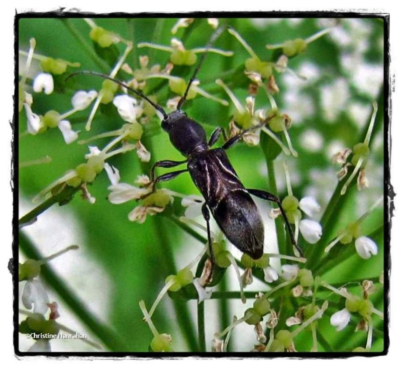 Round-necked longhorn (Cyrtophorus verrucosus)