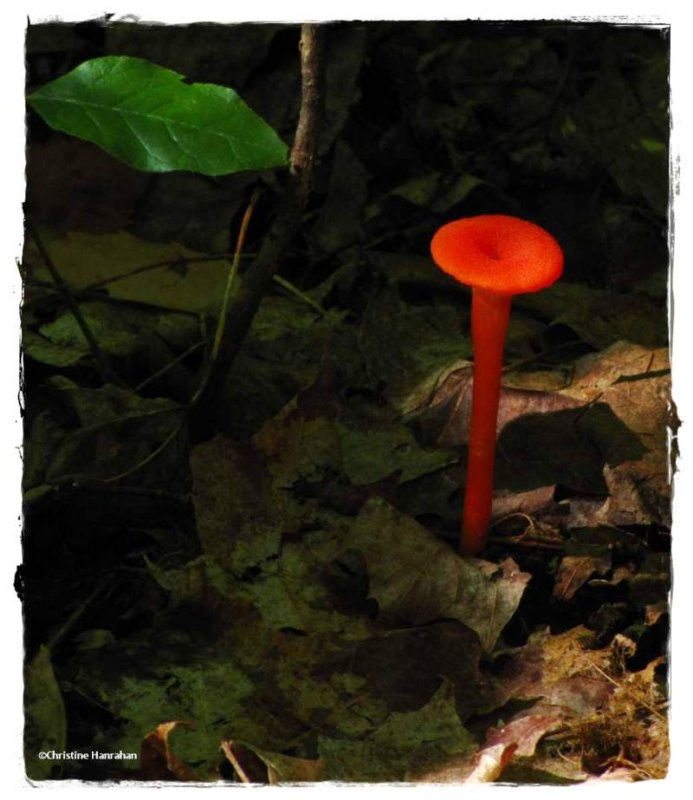Mushroom, possibly a Hygrocybe