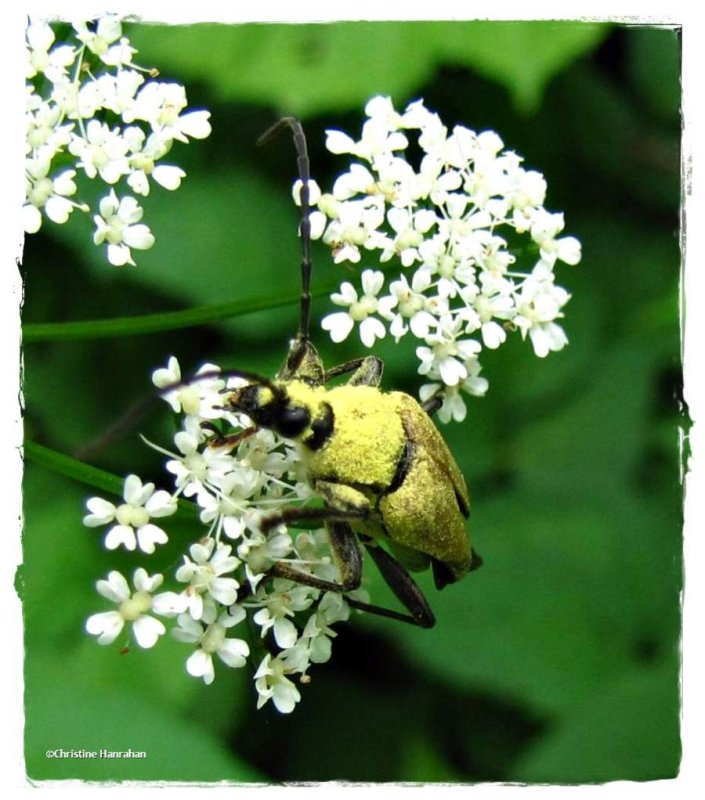 Longhorn beetle (Trigonarthris sp.)